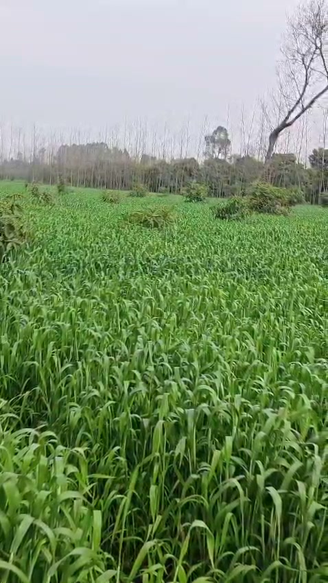 15 Bigha Land on 4-Lane Highway — Behat, Saharanpur