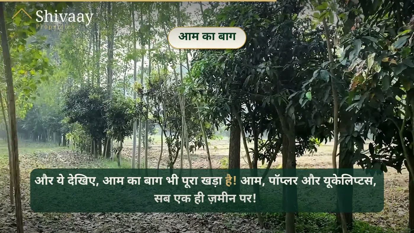 About 12 Bigha Agricultural Land — Muzaffarabad, Saharanpur