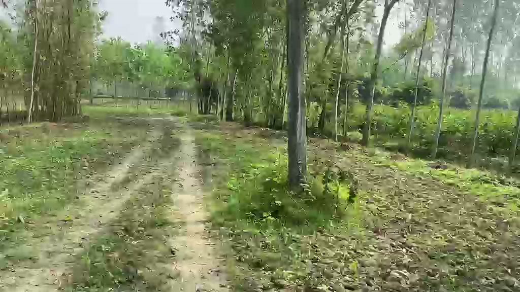 About 12 Bigha Agricultural Land — Muzaffarabad, Saharanpur — photo 2
