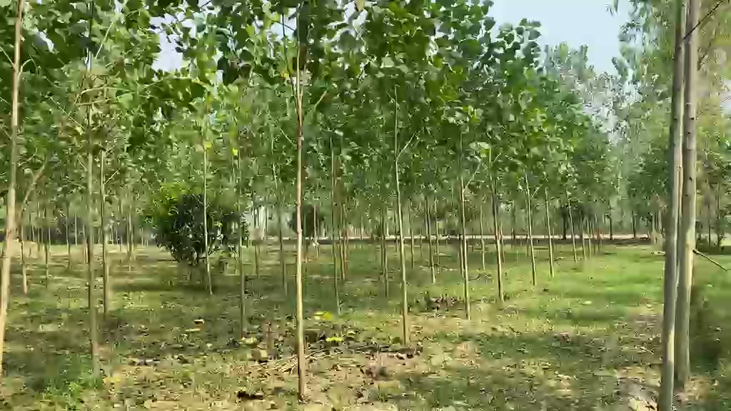 About 12 Bigha Agricultural Land — Muzaffarabad, Saharanpur — photo 3